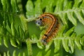 Malacosoma neustrium